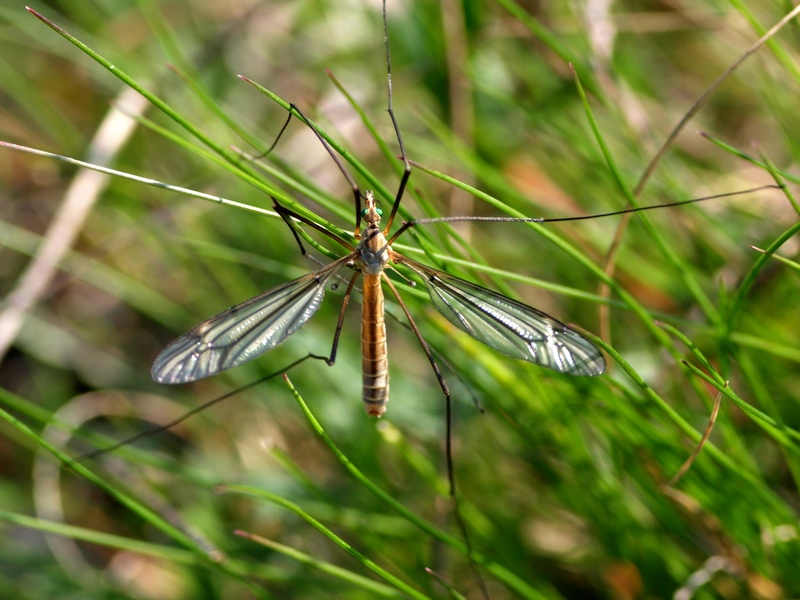 Pedicidae?